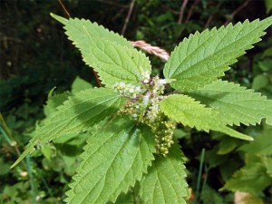 artritis gewrichtspijn gewrichtsontsteking gewricht klacht klachten symptomen behandeling voorkomen genezen brandnetel brandnetelthee netel behandelen verminderen advies tips